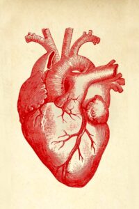 Anatomical Heart Poster