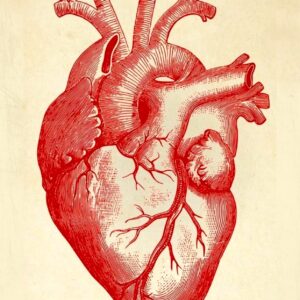 Anatomical Heart Poster