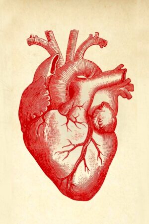 Anatomical Heart Poster